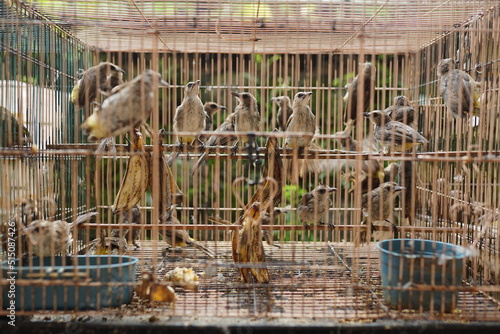 asian birds, trucuk birds in groups in a cage being dried in the sun photo