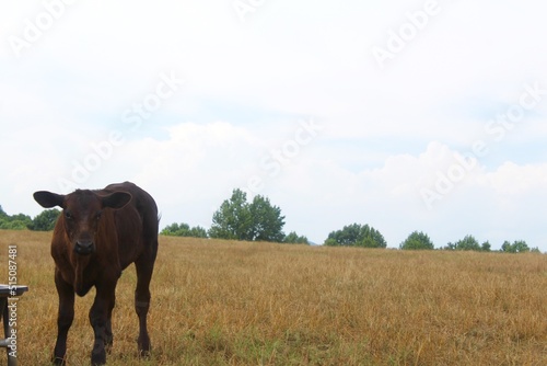 cow on a meadow