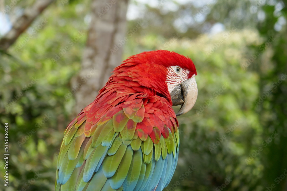 bright red green and blue macaw taken from the back