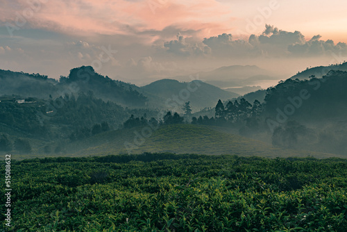A sunrise view from Ooty hills and tea plantations filled with mist and fog