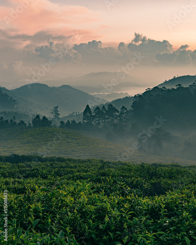 A sunrise view from Ooty hills and tea plantations filled with mist and fog