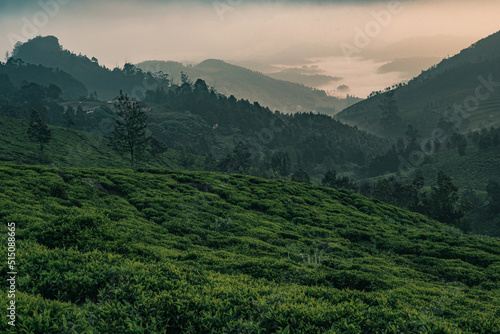 Fotografi A sunrise view from Ooty hills and tea plantations filled with mist and fog