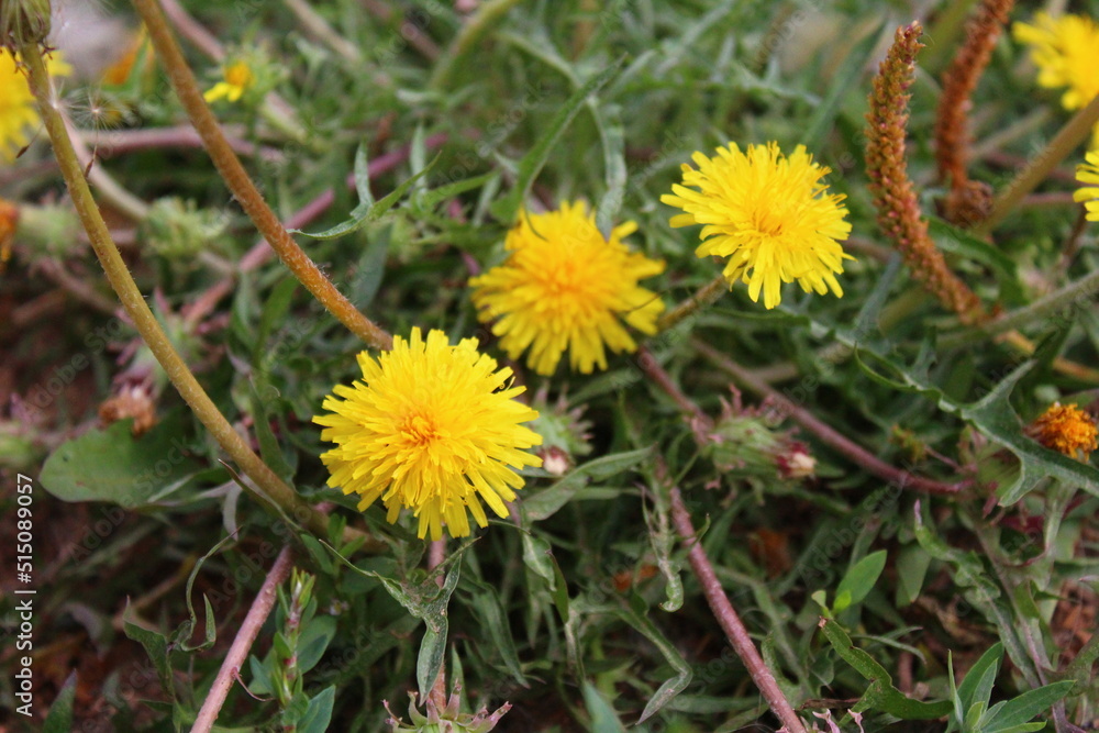 Yellow blooming dandelion flowers in summer Yellow blooming dandelion flowers in summer
