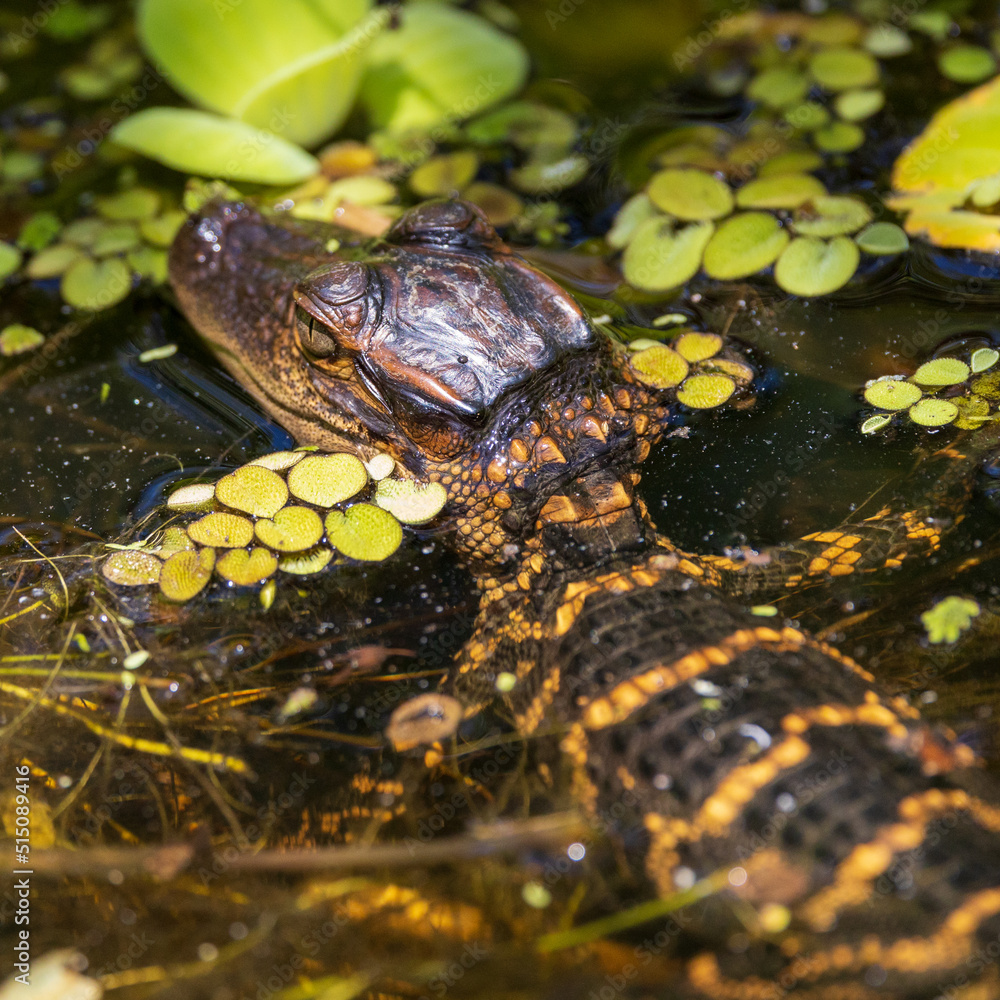 Naklejka premium Baby Gator