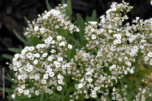 White Flowers