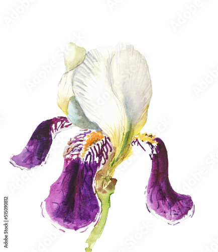 iris watercolor illustration. botanical flower on an isolated white background for your design, print, postcard, poster, book decoration. hand painted illustration