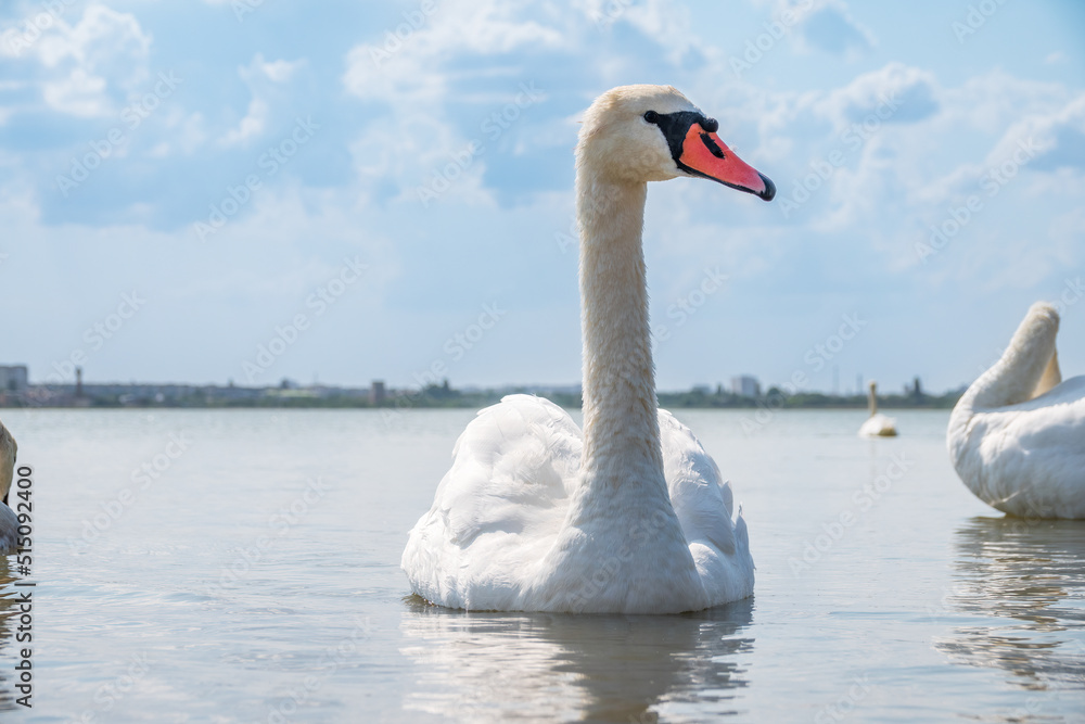 Fototapeta premium Graceful white Swan swimming in the lake, swans in the wild. Portrait of a white swan swimming on a lake.