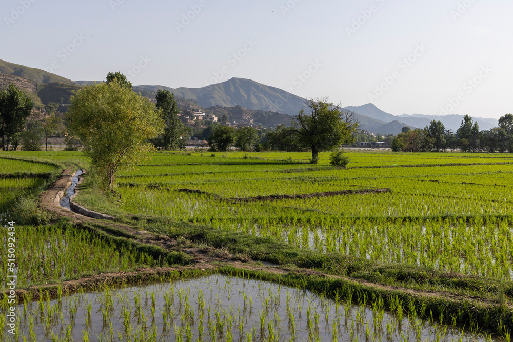 Beautiful rice fields in a village in Pakistan
