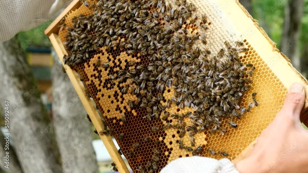 Honey production. Village apiary. Close-up. The beekeeper takes honeycombs with bees out of the hive. Honey production. Village apiary. Close-up. The beekeeper takes honeycombs with bees out of the hive.