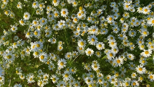 chamomile medicinal, top view. flowers.