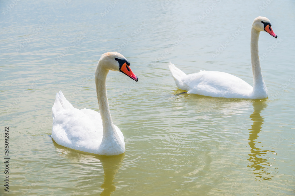 Two Graceful white Swans swimming in the lake, swans in the wild Two Graceful white Swans swimming in the lake, swans in the wild