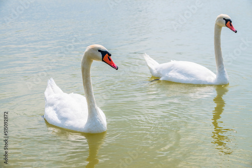 Two Graceful white Swans swimming in the lake  swans in the wild