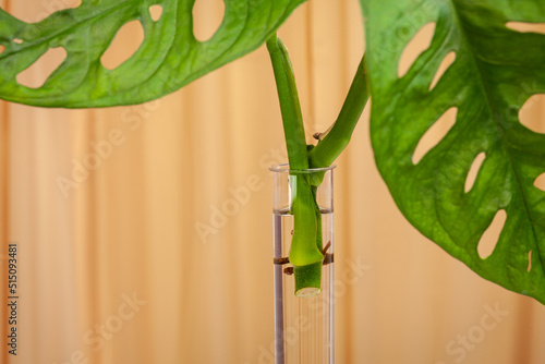 Monstera Monkey Mask or Swiss Cheese Vine, or Andansonii