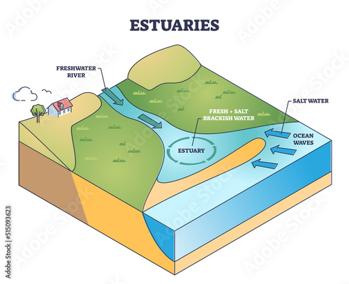 Estuaries water body structure with salt and freshwater outline diagram. Labeled educational scheme with river stream flow to ocean and mixing water formation vector illustration. Geological process.