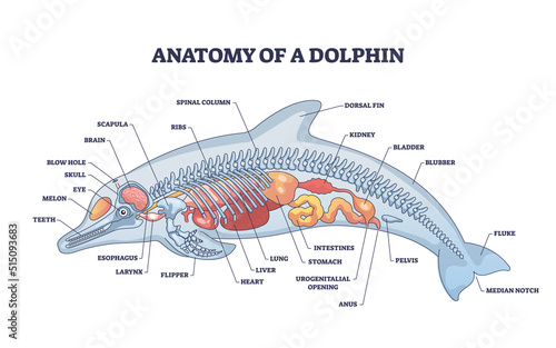 Foto Anatomy of dolphin as animal inner physiological structure outline diagram