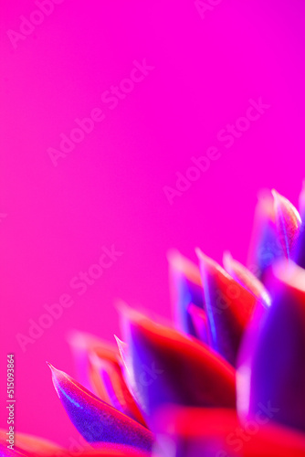 Close-up of a green agavoides echeveria flower on a vibrant dark pink background.
