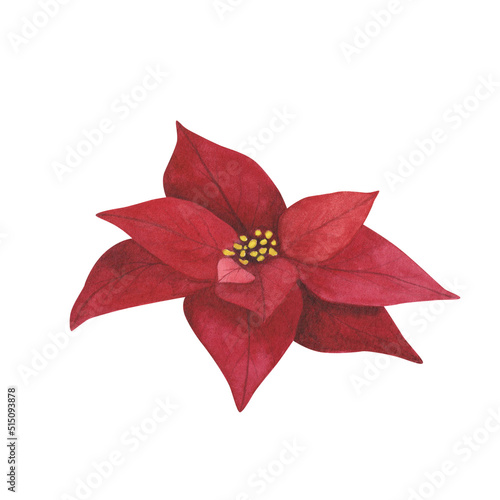 Christmas plant red poinsettia isolated on white background. Watercolor hand drawn Xmas illustration. Art for design