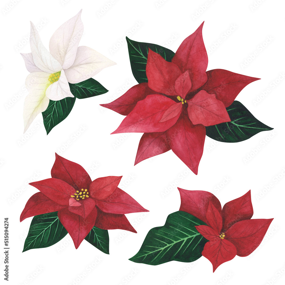 Poinsettia set Christmas plant isolated on white background. Watercolor hand drawn Xmas illustration. Art for design
