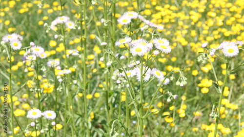 field of yellow flowers © Trent