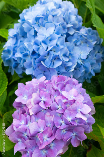 紫と青色の紫陽花の競演