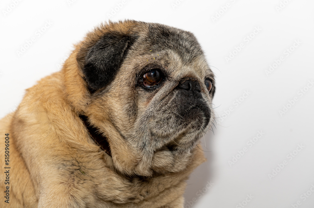 Close-up portrait of old mops. Cute pug dog.