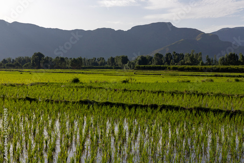 Beautiful lush green view of rice fields in the Swat Valley, Khyber Pakthunkhwa, Pakistan. photo