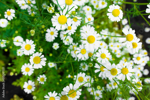 Medicinal chamomile blooming in the field. Close-up of flowers of a plant for treatment.