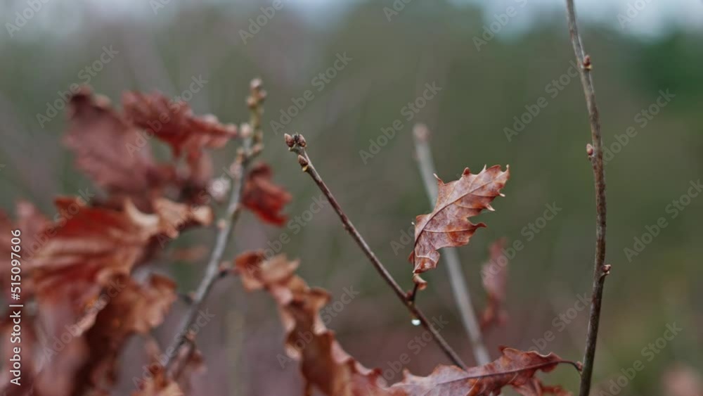Close-up of Brown Autumn Leaves on Branches Swaying in the Wind Close-up of Brown Autumn Leaves on Branches Swaying in the Wind