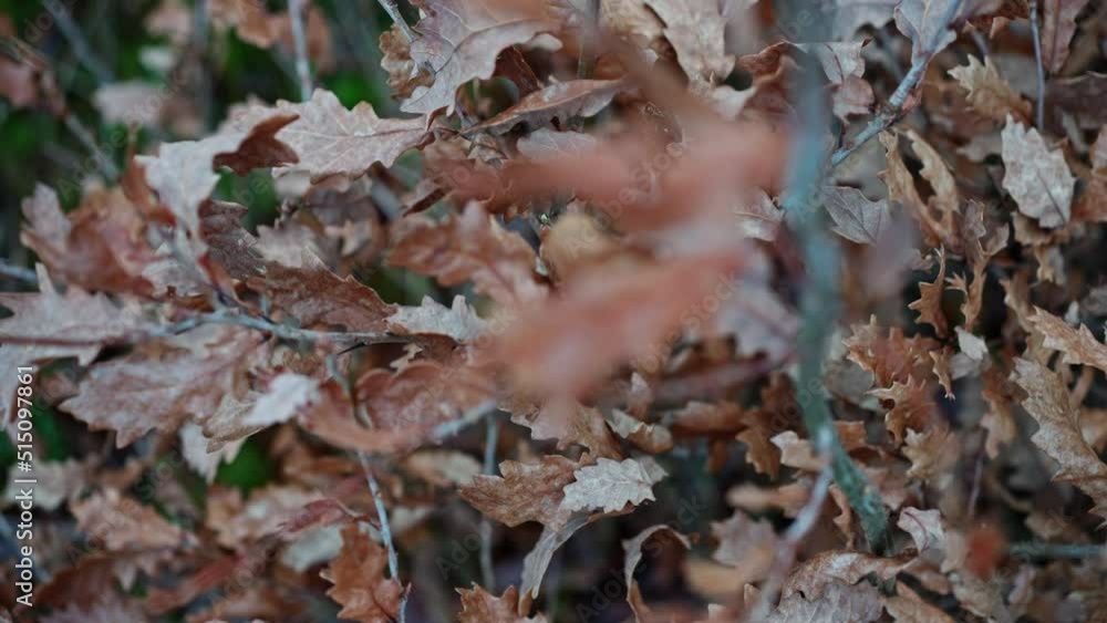 Close-up of Brown Dry Withered Oak Leaves Swaying in the Wind Close-up of Brown Dry Withered Oak Leaves Swaying in the Wind