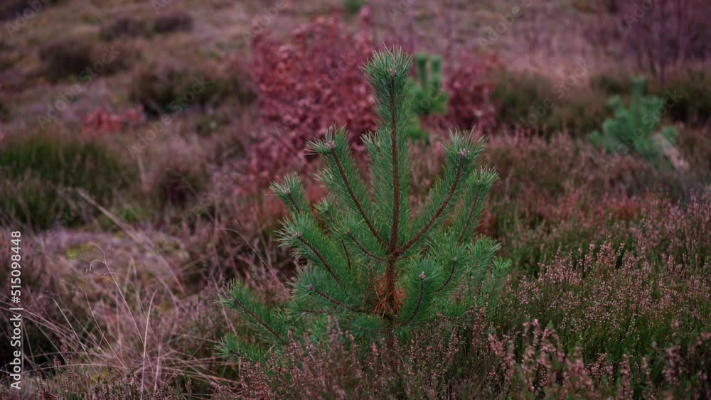 Close-up of a Small Spruce Tree Grows Among Pink and Green Moss Lichens Close-up of a Small Spruce Tree Grows Among Pink and Green Moss Lichens