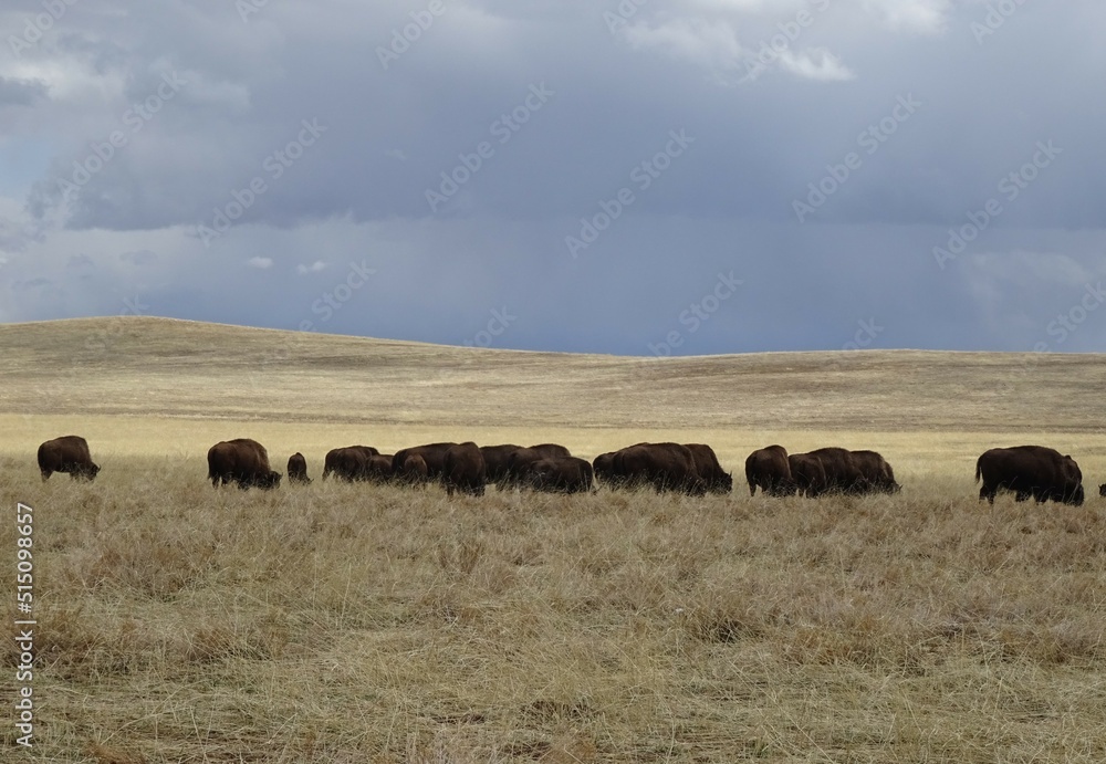 Bison Bison Herd