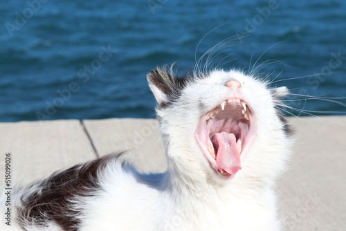 white and black cat yawning