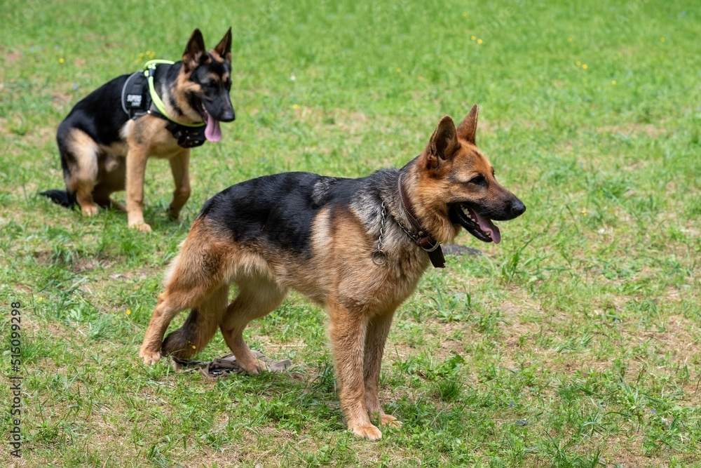 Two service German shepherds with their tongues hanging out against the background of green grass