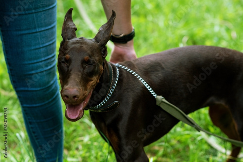 Foto Doberman brown color strokes the hostess on the back, against the background of