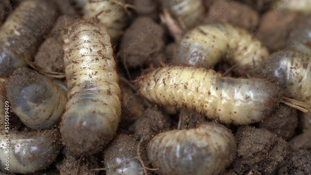 Close Up Shot of Rose Chafer Larvae Found in Compost Heaps and Organic Rich Soil Close Up Shot of Rose Chafer Larvae Found in Compost Heaps and Organic Rich Soil