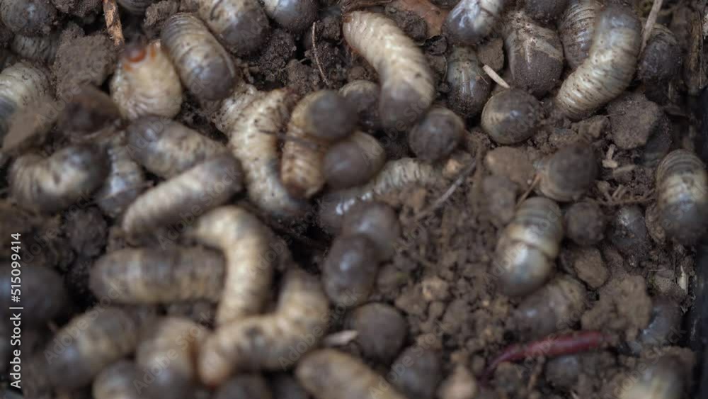 Mutliple Rose Beetle Larvae Dig Into The Ground - Macro Close Up Static Mutliple Rose Beetle Larvae Dig Into The Ground - Macro Close Up Static