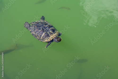Turtle swims in a fish pond. Green water. Summer. View from above