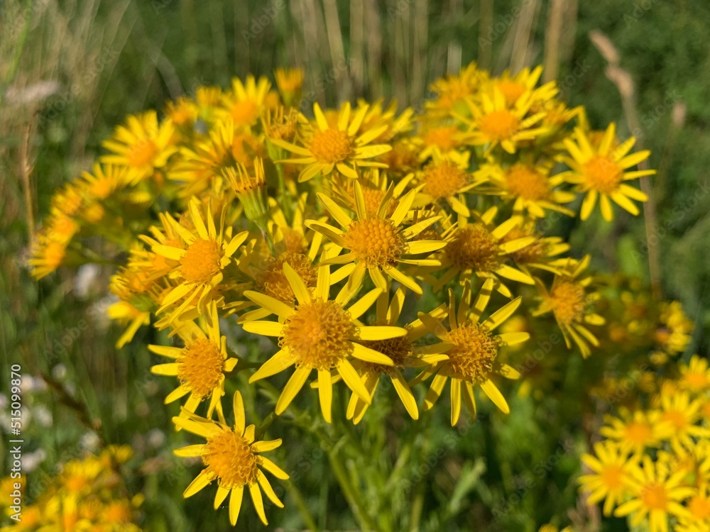 dandelions in the grass
