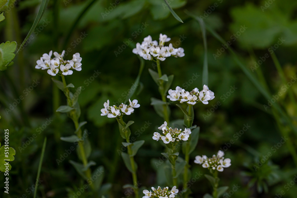 Noccaea montana growing in meadow, close up Noccaea montana growing in meadow, close up