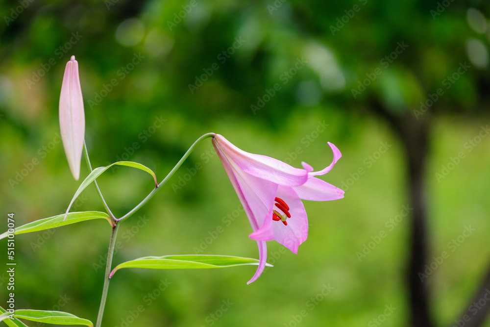 Obraz premium 山野に咲く清楚なササユリの花