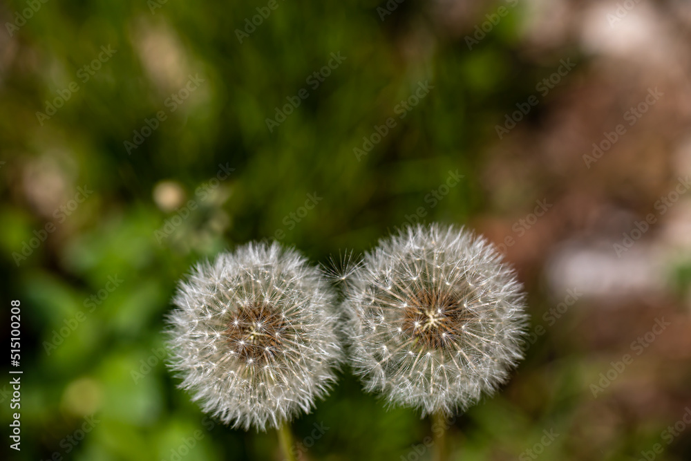 Taraxacum officinale growing in meadow, close up Taraxacum officinale growing in meadow, close up