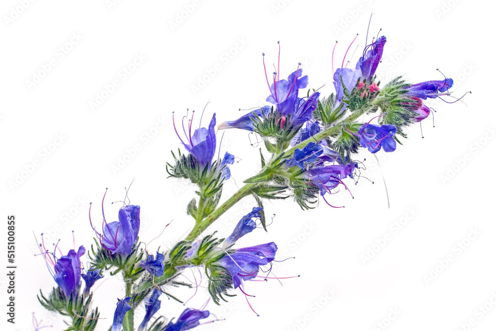 Obraz premium Blue wildflower on a white background.