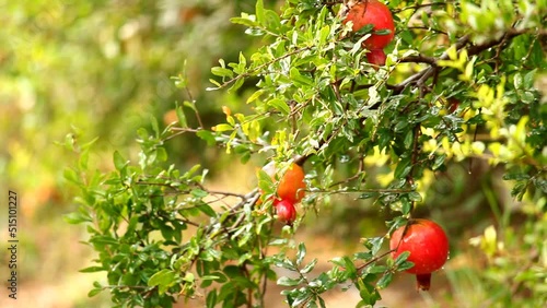 Pomegranates growing on tree,Natural food concept,Pomegranates fruits. Trees on the plantation,Harvesting,Red ripe pomegranate fruit on tree branch in the garden photo