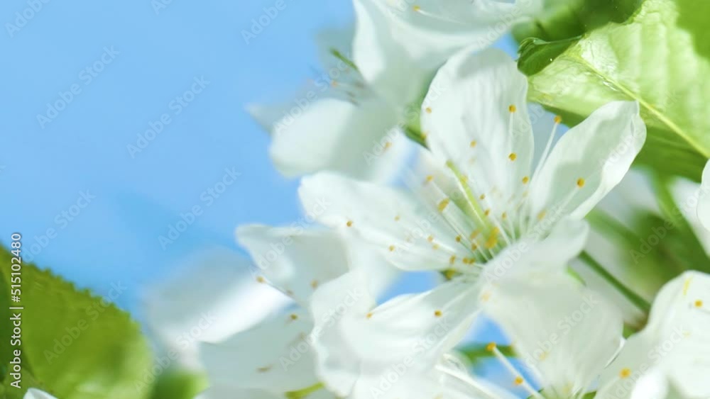 White cherry flowers blossom reflection in water surface, splash, ripples, waves White cherry flowers blossom reflection in water surface, splash, ripples, waves
