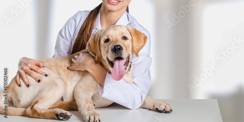 Veterinary near dog's in clinic. Animal treatment