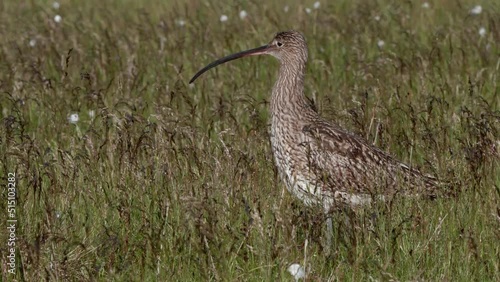 Eurasian Curlew close-up standing among tall grass blowing in the wind photo