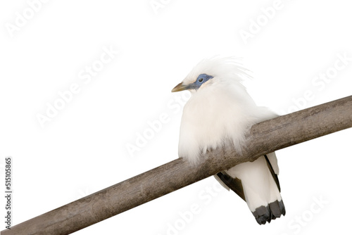 bali myna isolated on white background photo