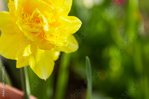 beautiful daffodils in a flower bed in the garden, landscaping. spring flowers
