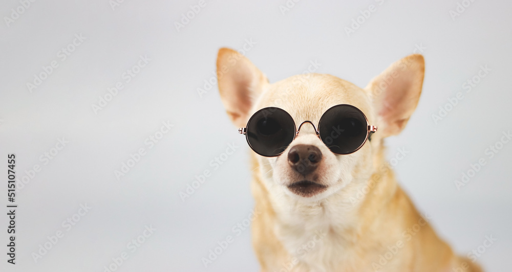 brown chihuahua dog wearing sunglasses sitting on white background with copy space. summer traveling concept. brown chihuahua dog wearing sunglasses sitting on white background with copy space. summer traveling concept.