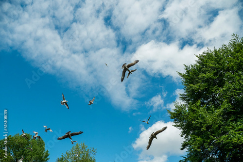 Canvas Print Seagull fly in a air in a park
